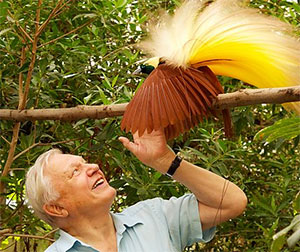 Attenborough's Paradise Birds